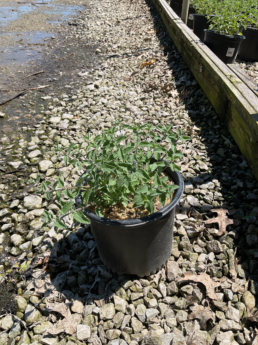 Nepeta faassenii 'Novanepjun' — 19CM