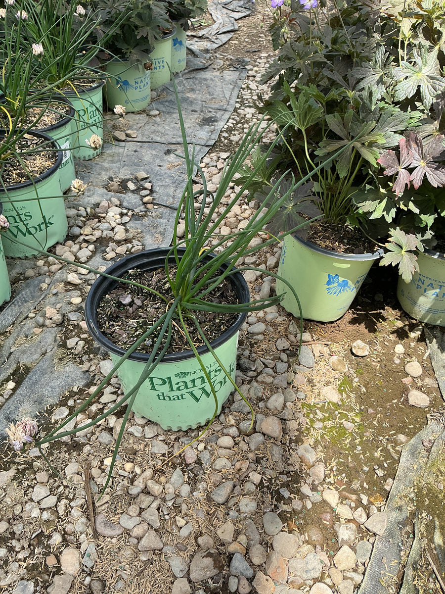 Allium chivette — 19CM PTW