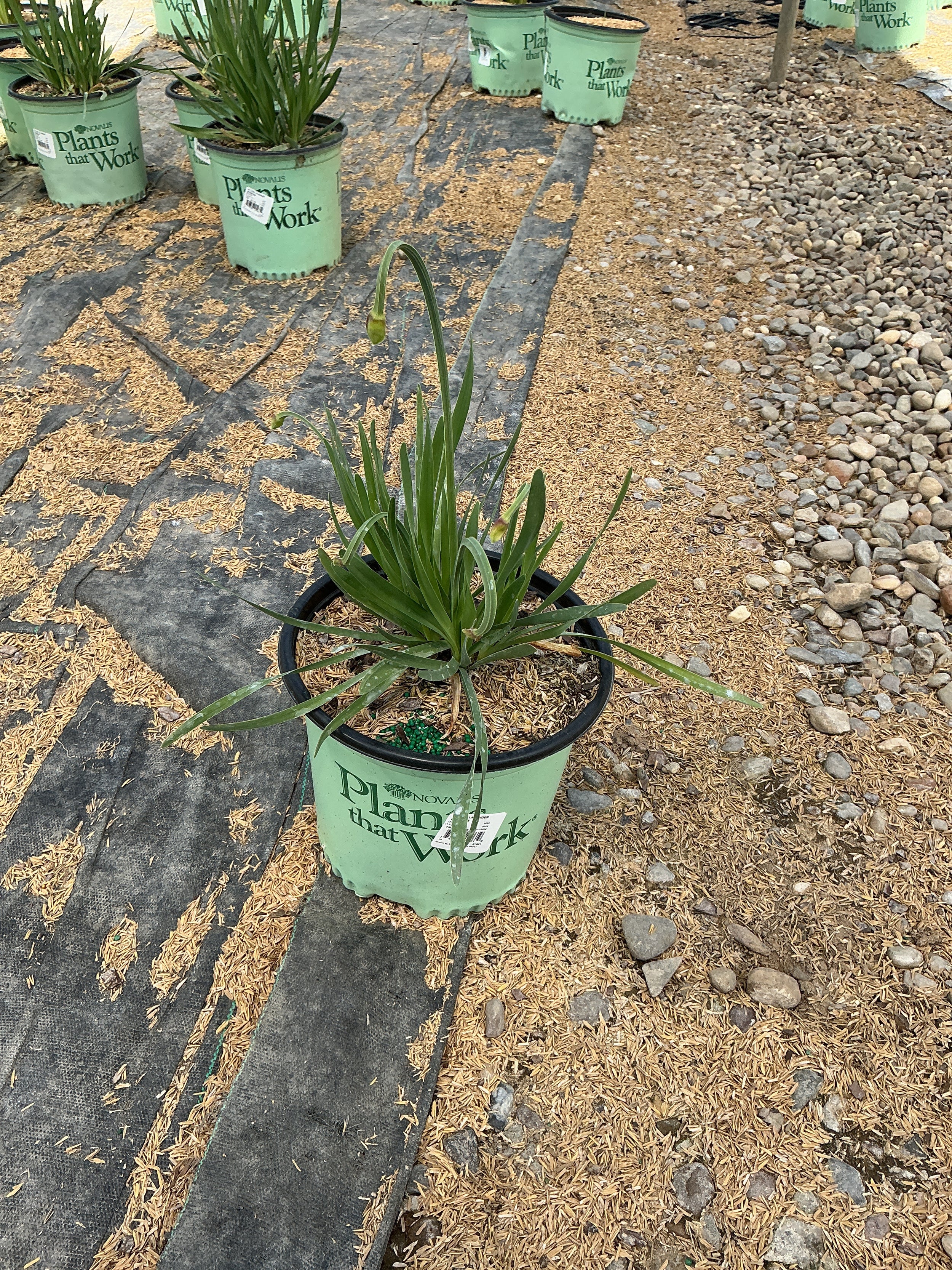 Allium 'Lavender Bubbles'