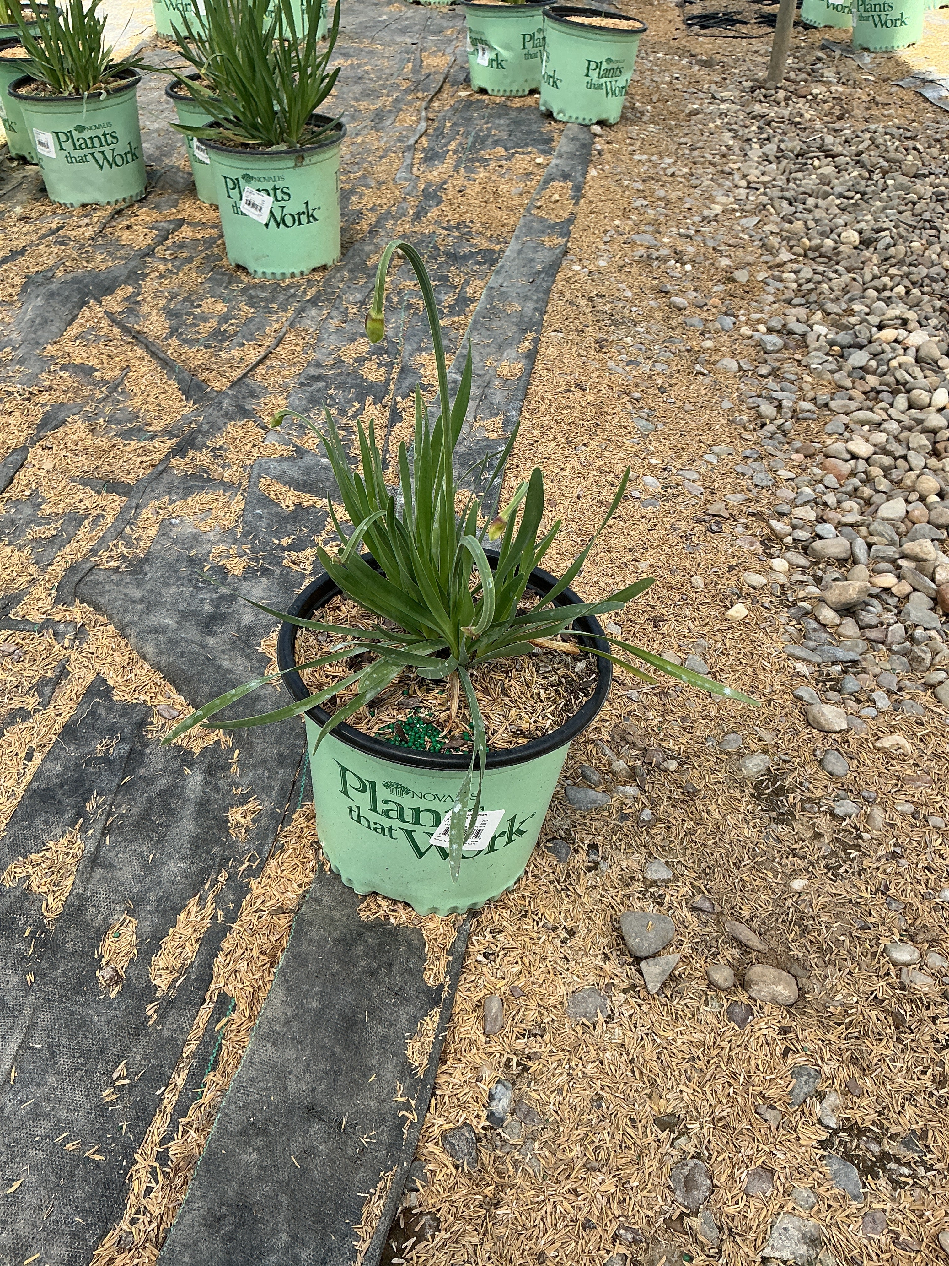 Allium 'Lavender Bubbles'