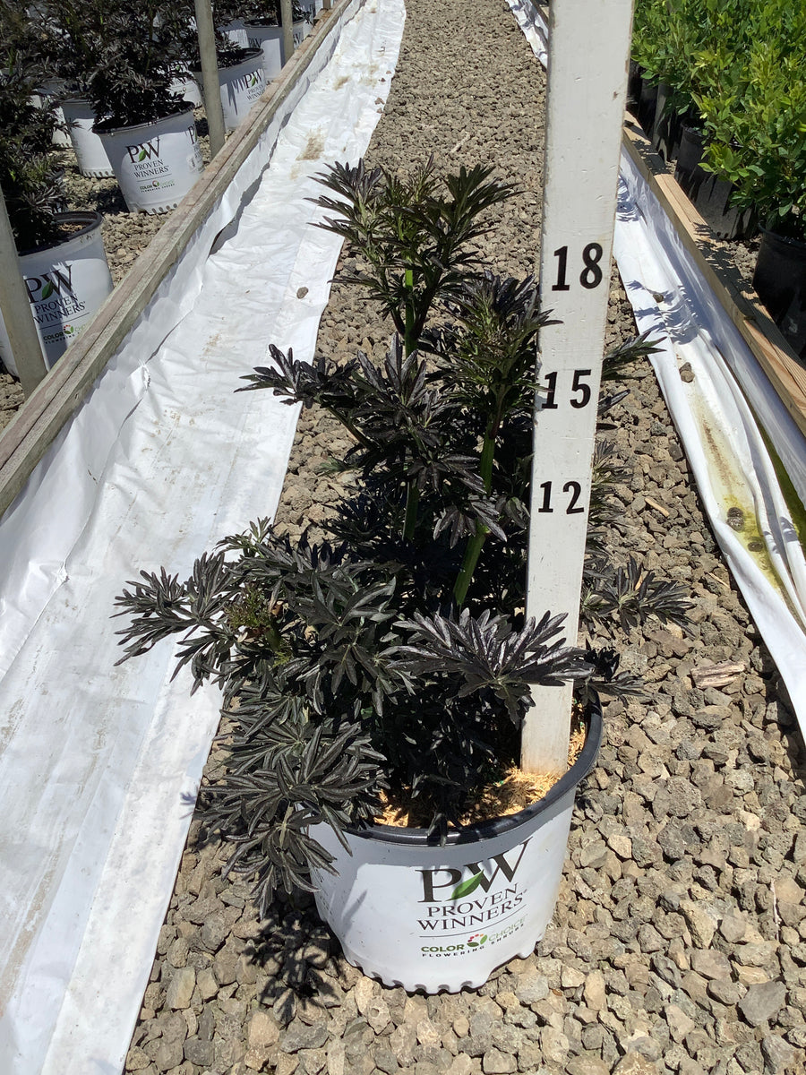 Sambucus N 'Laced Up' — G3 15