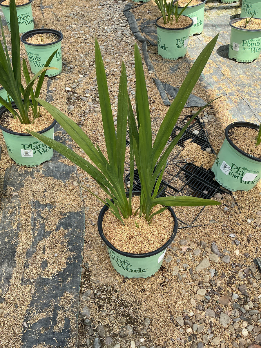 Crocosmia x 'Orange Pekoe' — 19CM PTW