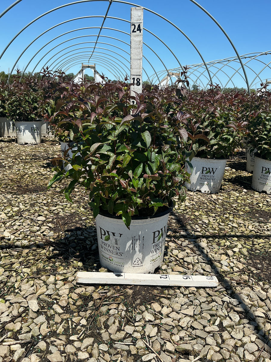 Diervilla sessilifolia 'Kodiak Black' — G3 12