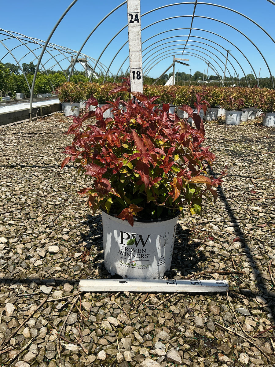 Diervilla sessilifolia 'Kodiak Red' — G3 12