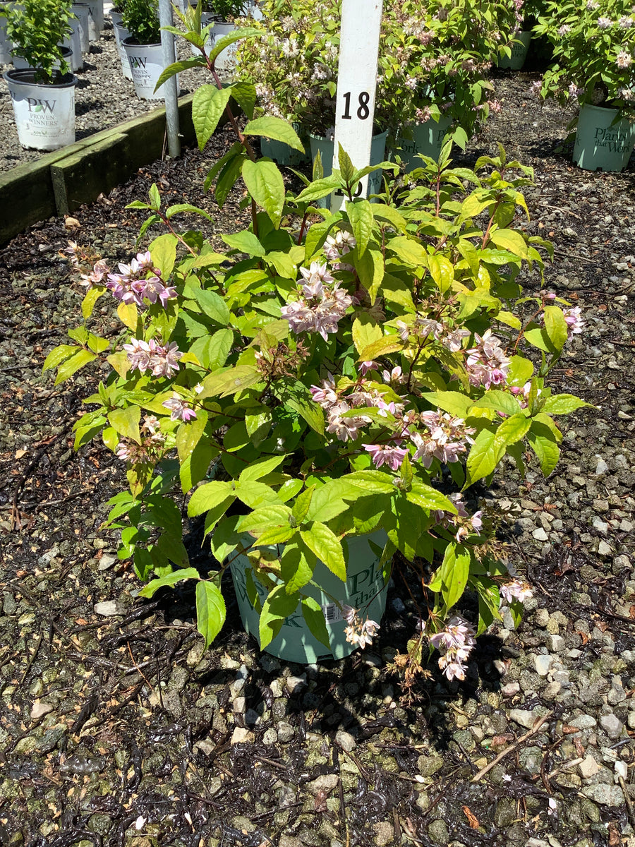 Deutzia 'Raspberry Sundae' — G2 PTW