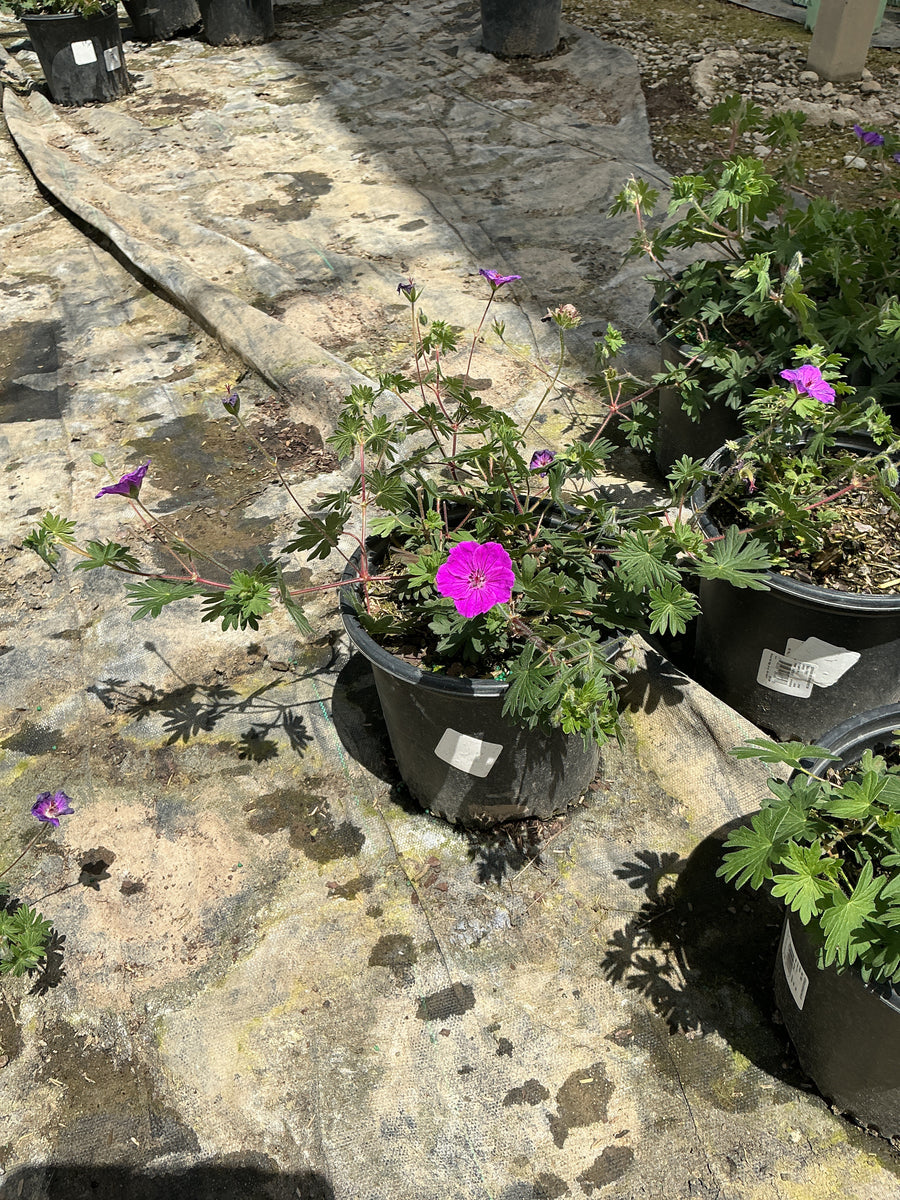 Geranium sanguineum 'Max Frei' — 19CM