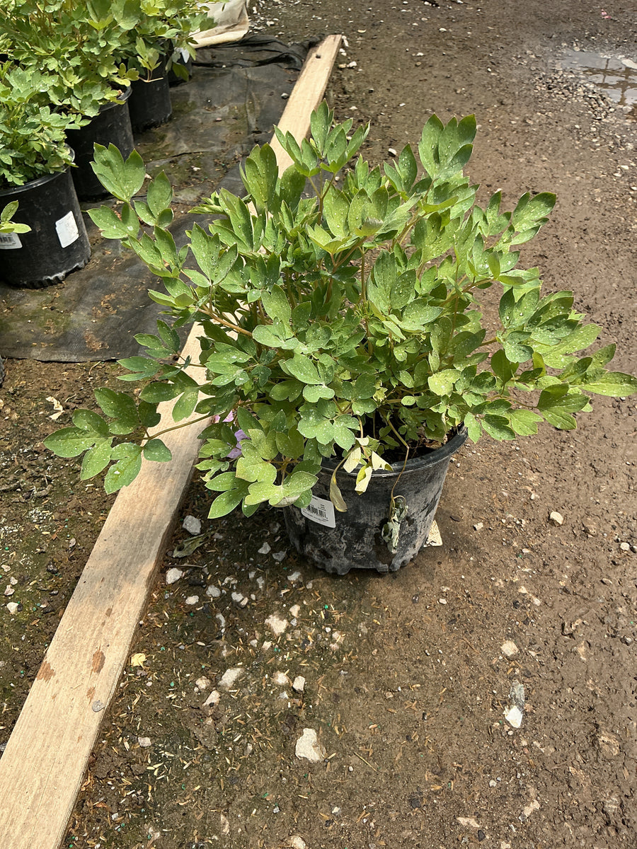 Dicentra spectabilis 'Cupid' — 19CM