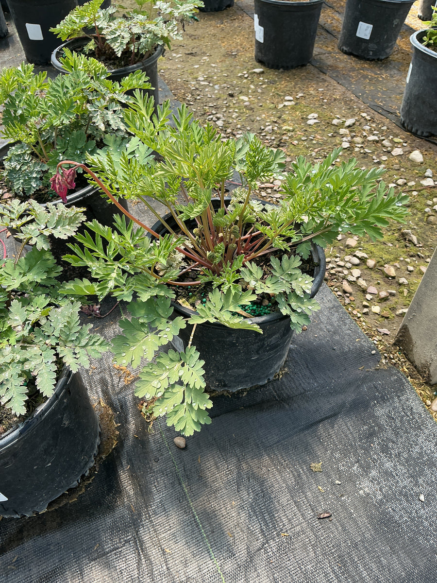 Dicentra x 'Luxuriant' — 19CM