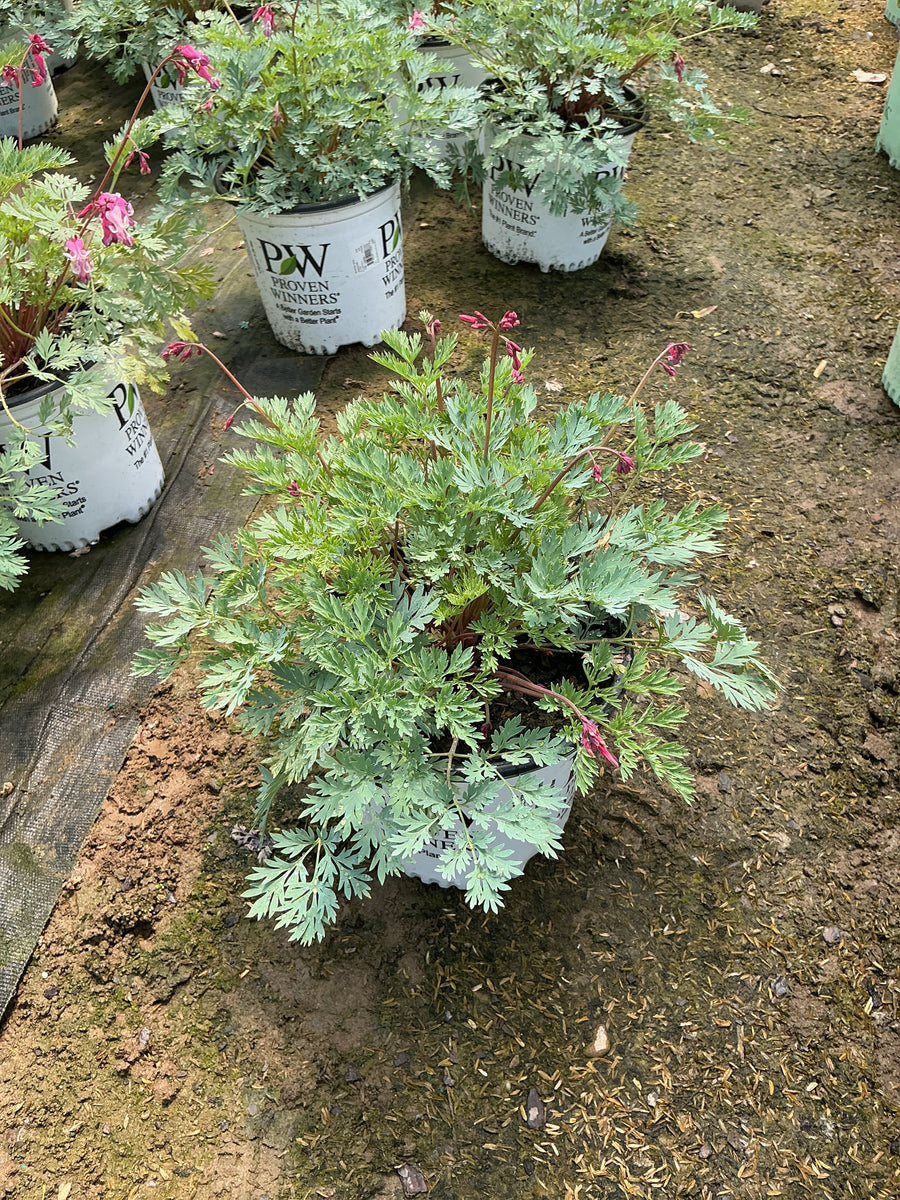 Dicentra 'Pink Diamonds' — G1 PW