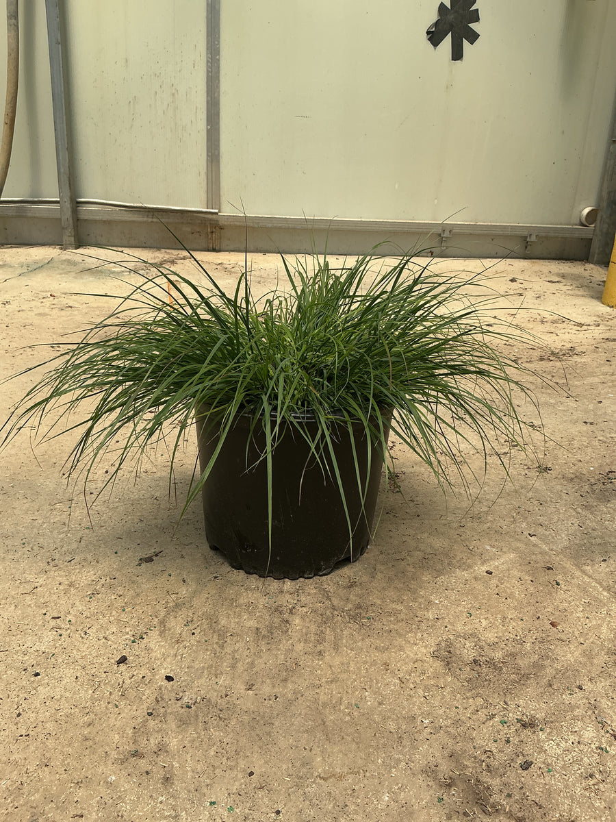 Pennisetum alopecuroides 'Hameln' — G3