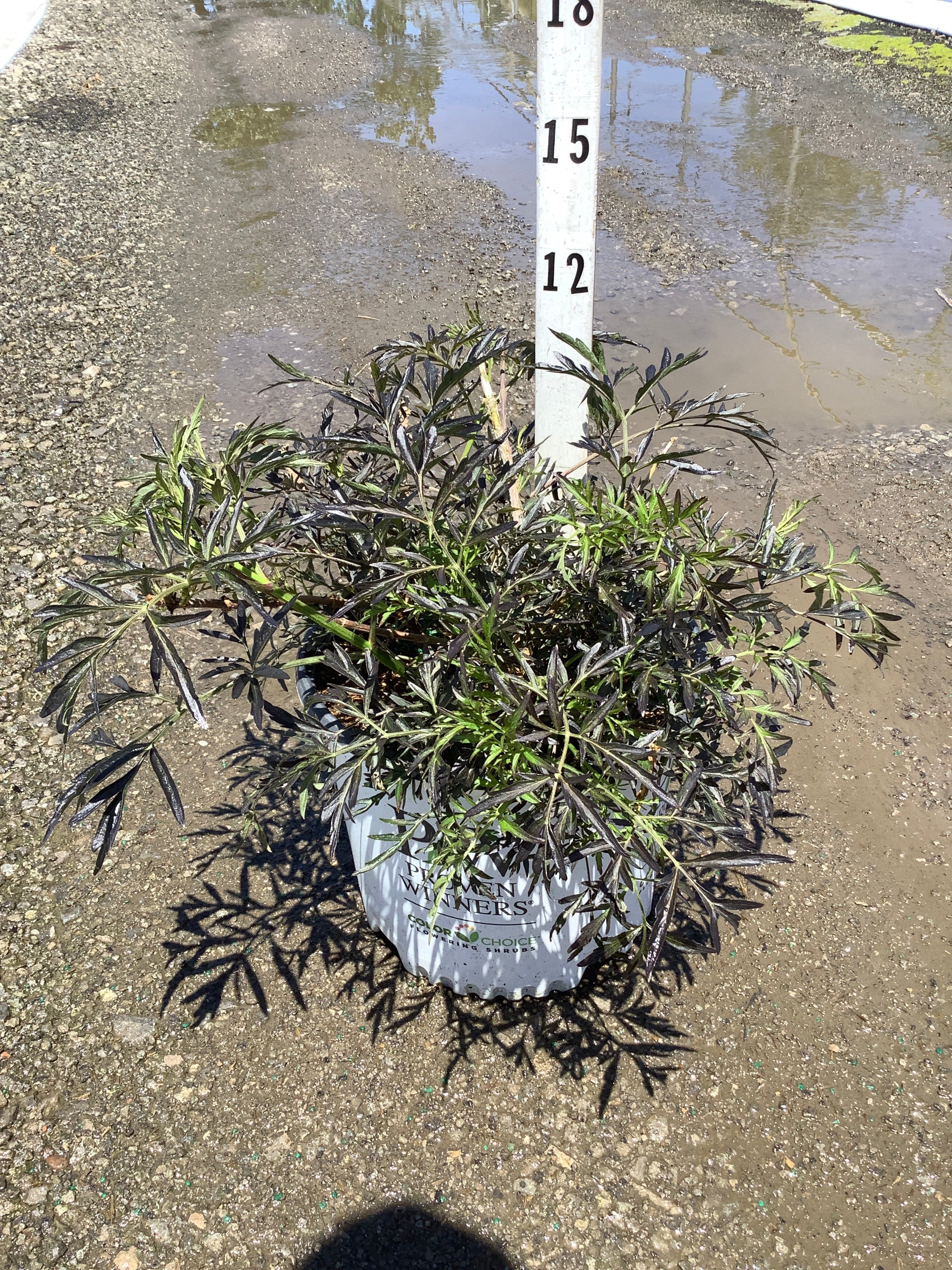 Sambucus nigra 'Eva'