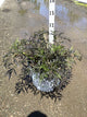 Sambucus nigra 'Eva'