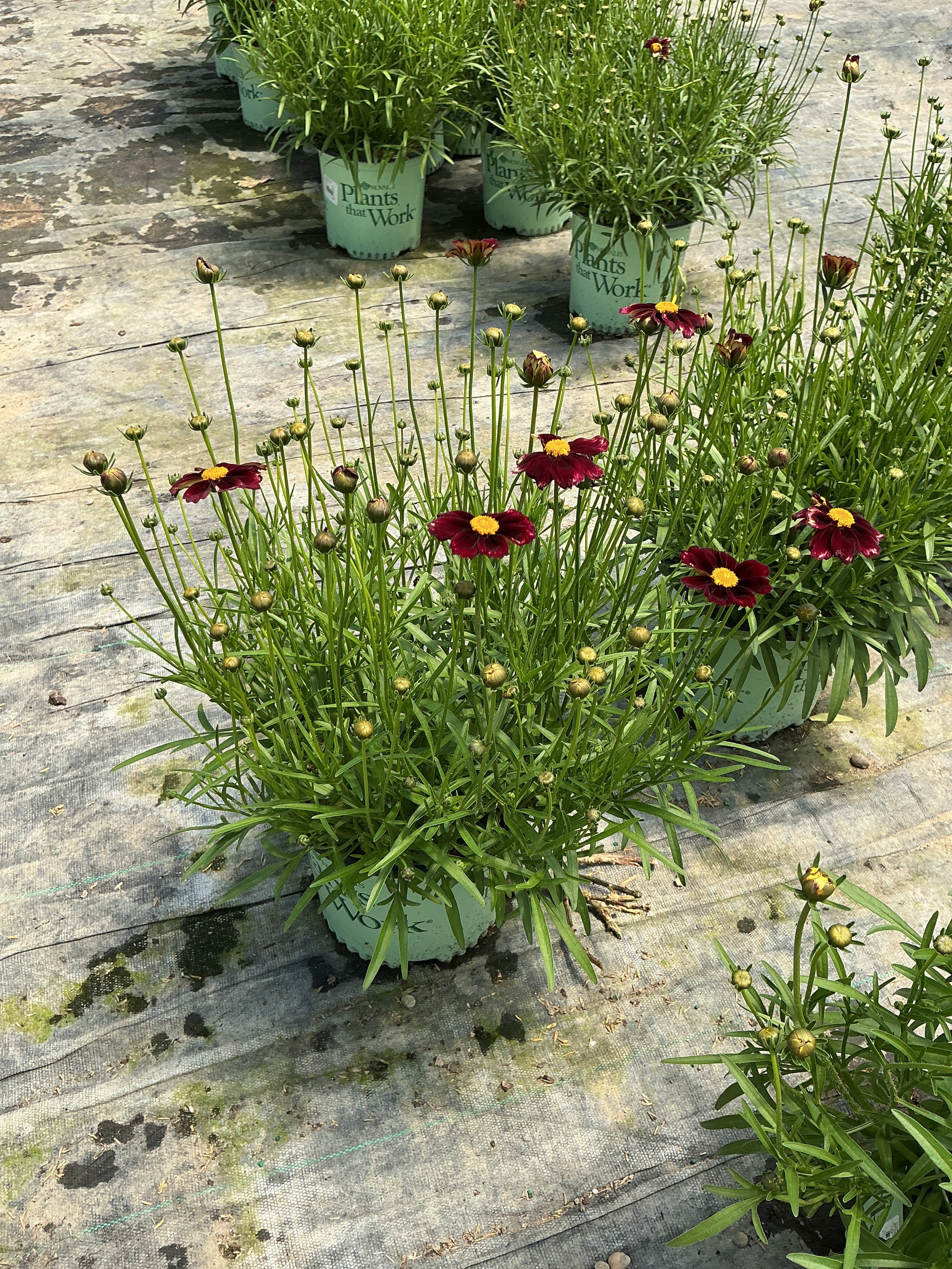 Coreopsis x 'Lil Bang Red Elf'