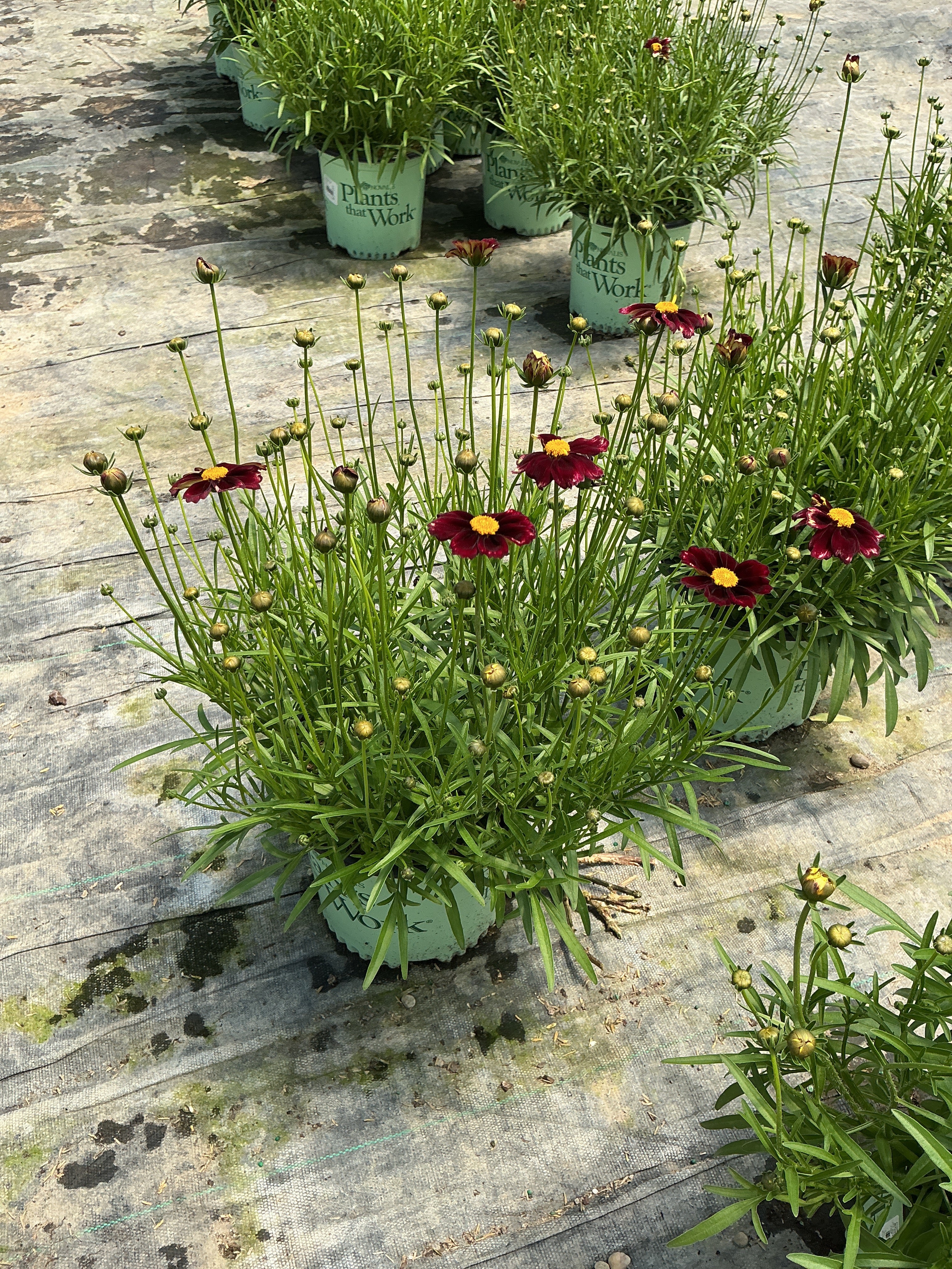 Coreopsis x 'Lil Bang Red Elf'