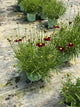 Coreopsis x 'Lil Bang Red Elf'