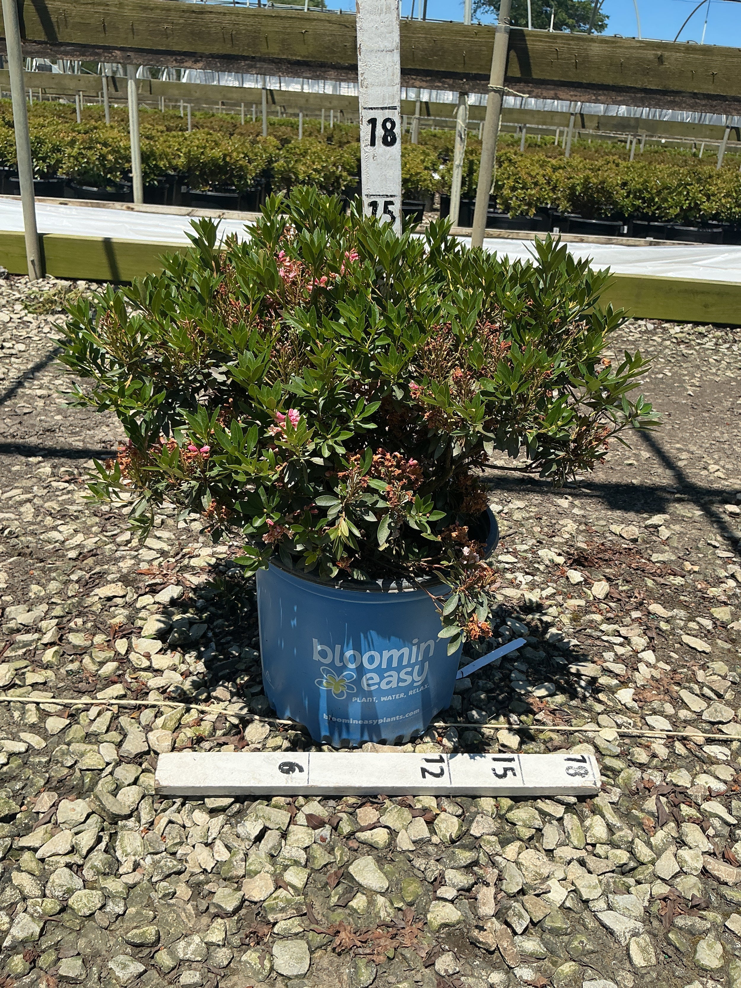 Rhododendron hirsutum x micrantha Bloombux Blush ‘Microhirs3’