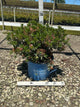 Rhododendron hirsutum x micrantha Bloombux Blush ‘Microhirs3’