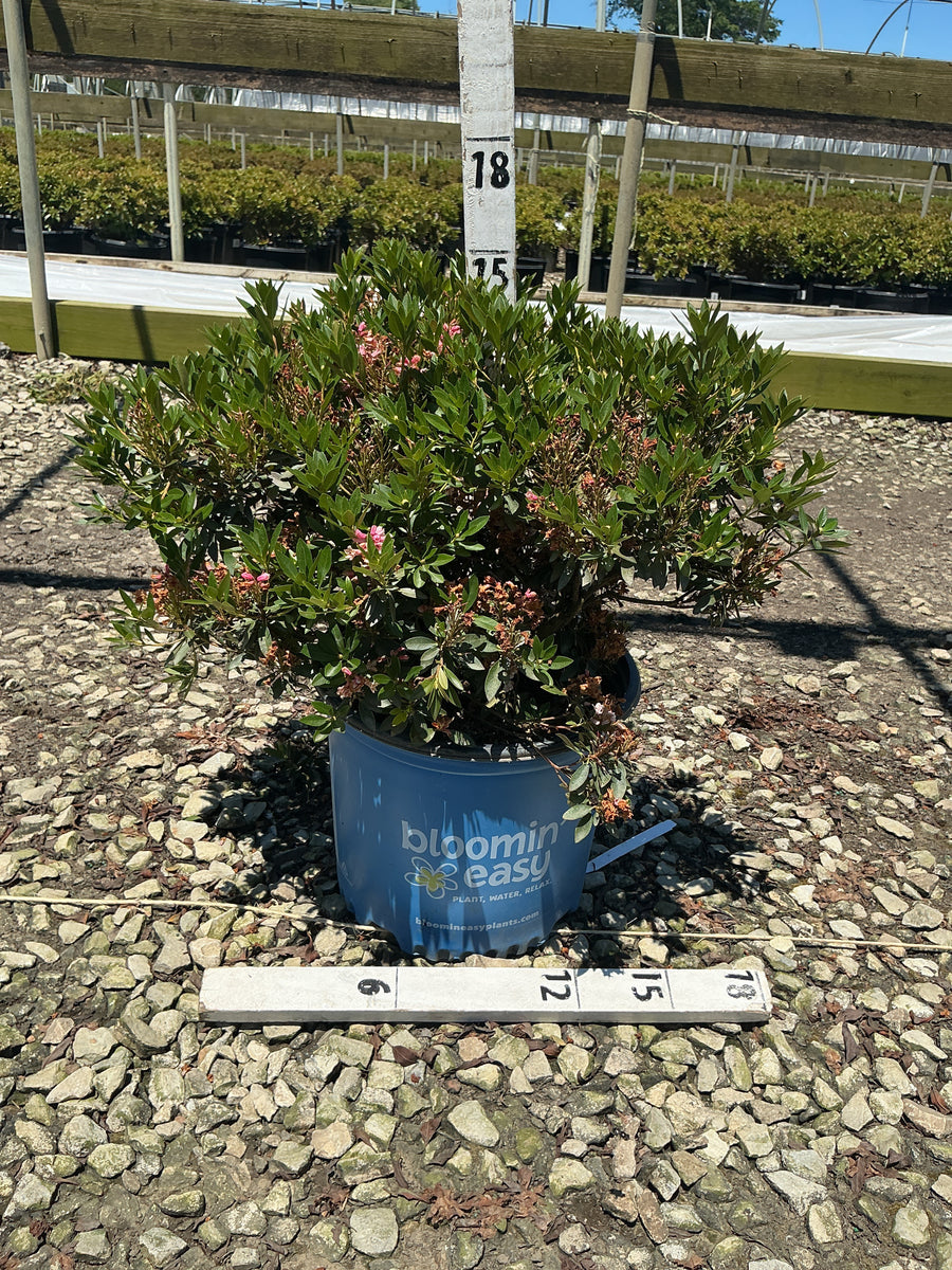 Rhododendron hirsutum x micrantha Bloombux Blush ‘Microhirs3’ — G3 BE