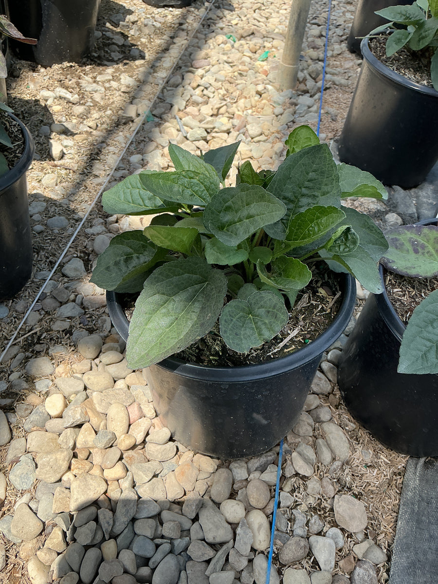 Rudbeckia fulgida 'Goldsturm' — 19CM
