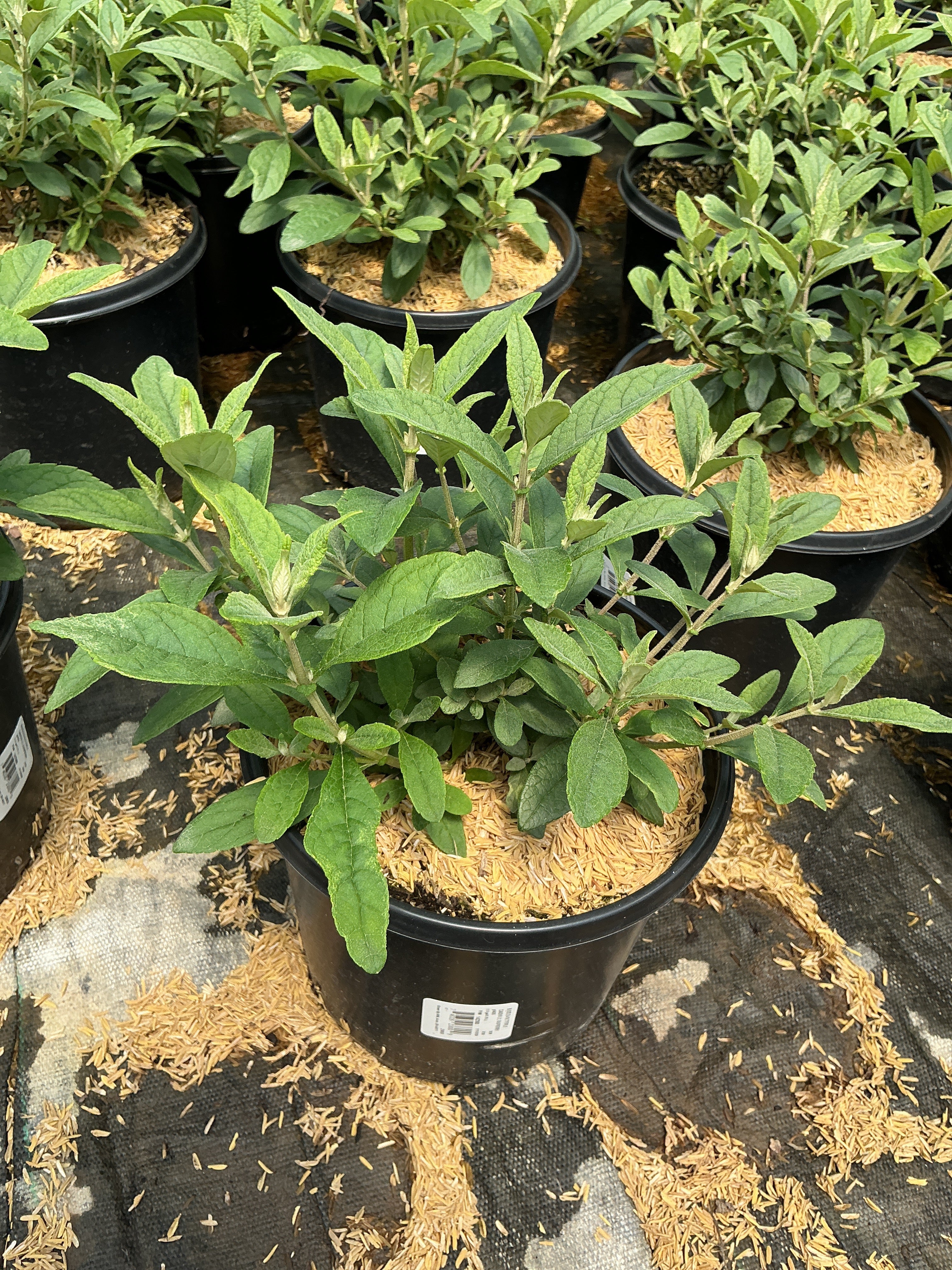 Buddleia davidii ‘Lil Raspberry’ (BotEx 006 PP34500)