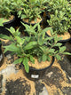 Buddleia davidii ‘Lil Raspberry’ (BotEx 006 PP34500)