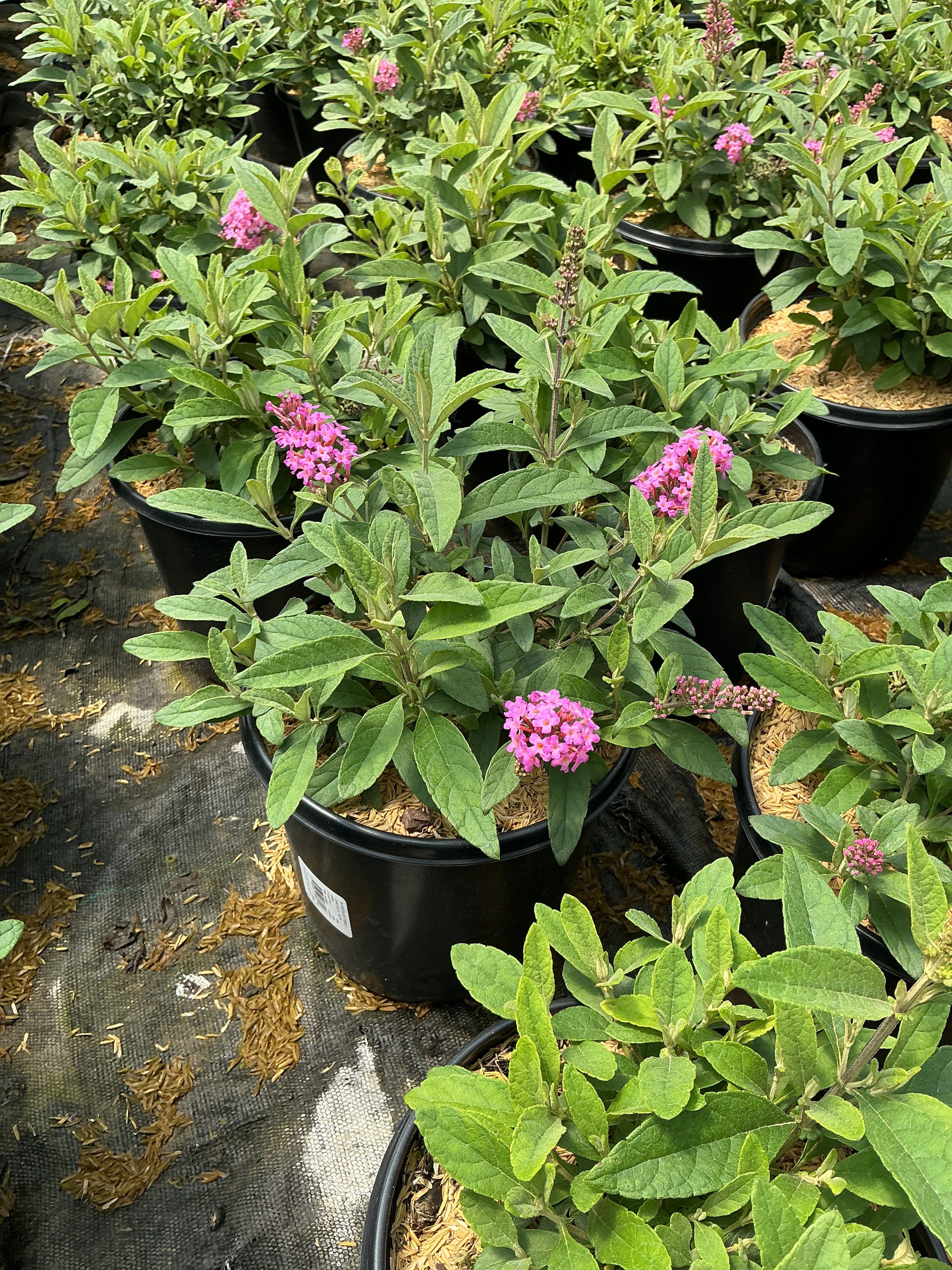 Buddleia davidii ‘Li'l Taffy’ (BotEx 005 PP34703)¶¶