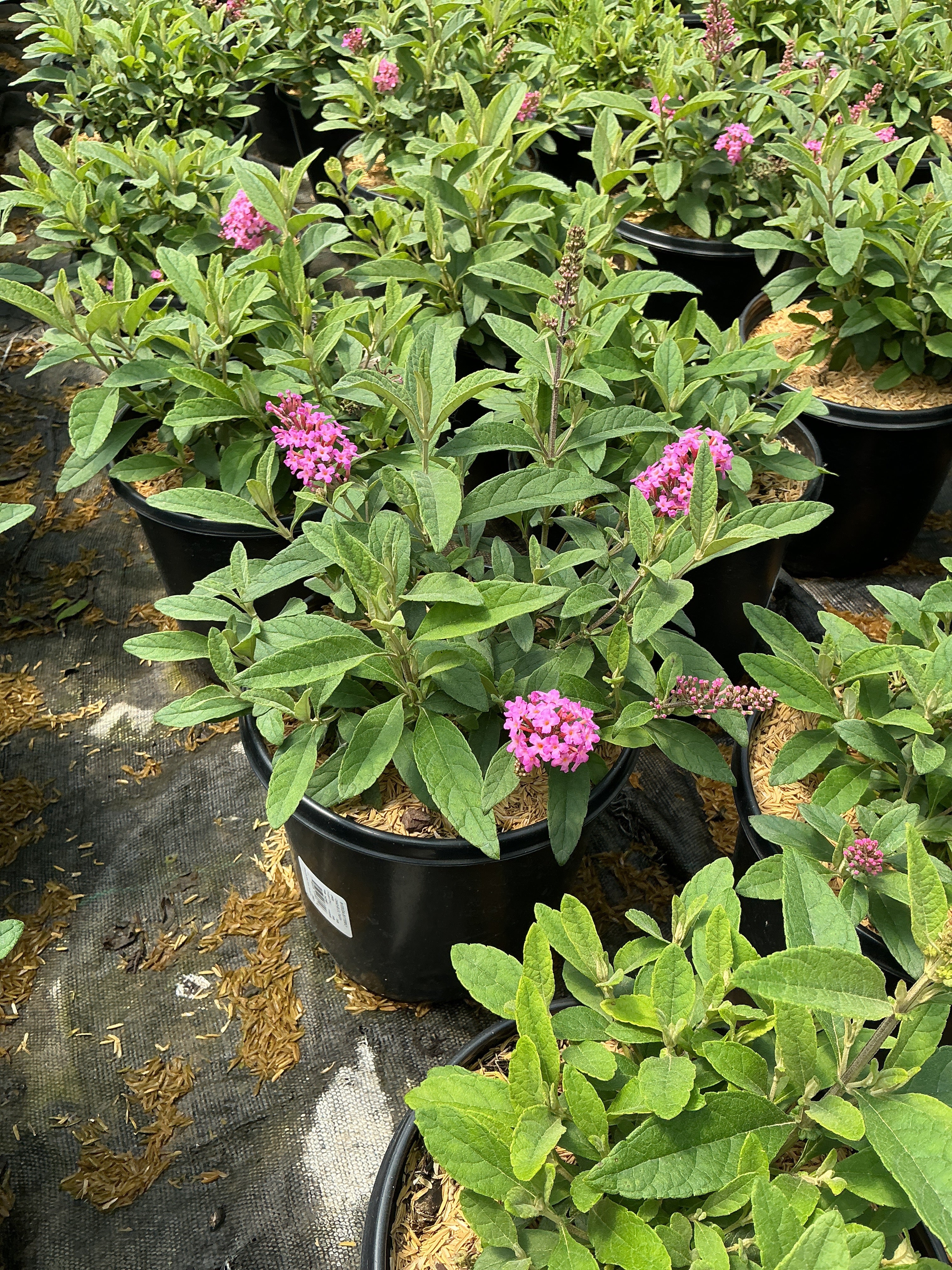 Buddleia davidii ‘Li'l Taffy’ (BotEx 005 PP34703)¶¶