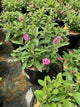 Buddleia davidii ‘Li'l Taffy’ (BotEx 005 PP34703)¶¶