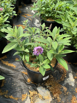 Buddleia davidii ‘Li'l Lavender’ ('BotEx 004')