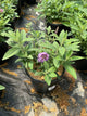 Buddleia davidii ‘Li'l Lavender’ ('BotEx 004')