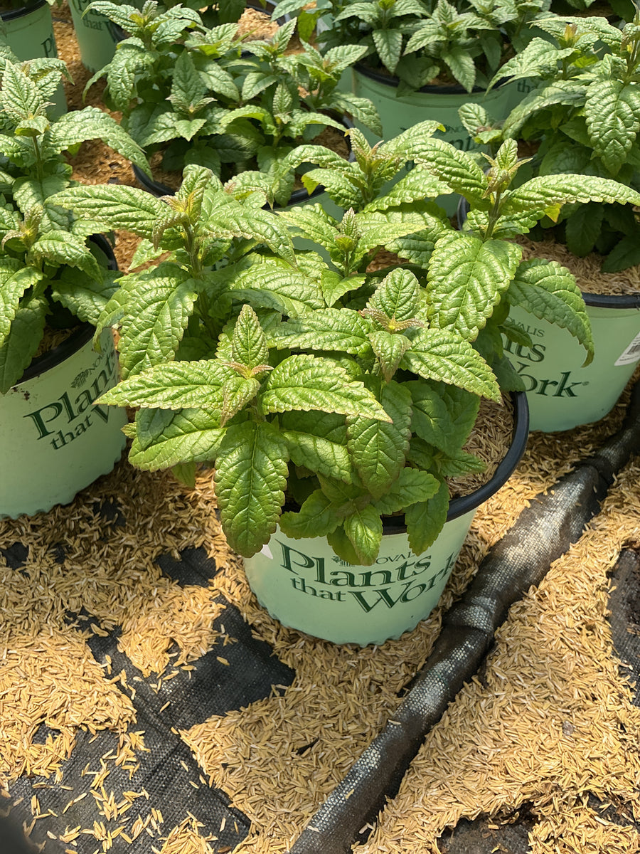 Nepeta neptune — 19CM PTW