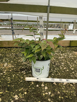 Leucothoe fontanesiana 'SMNLFGRV'