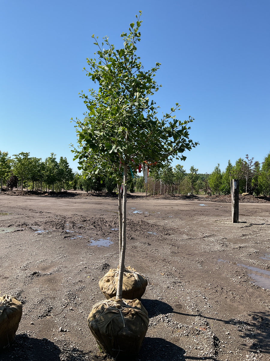 Ginkgo biloba 'Autumn Gold' — BB 1.75