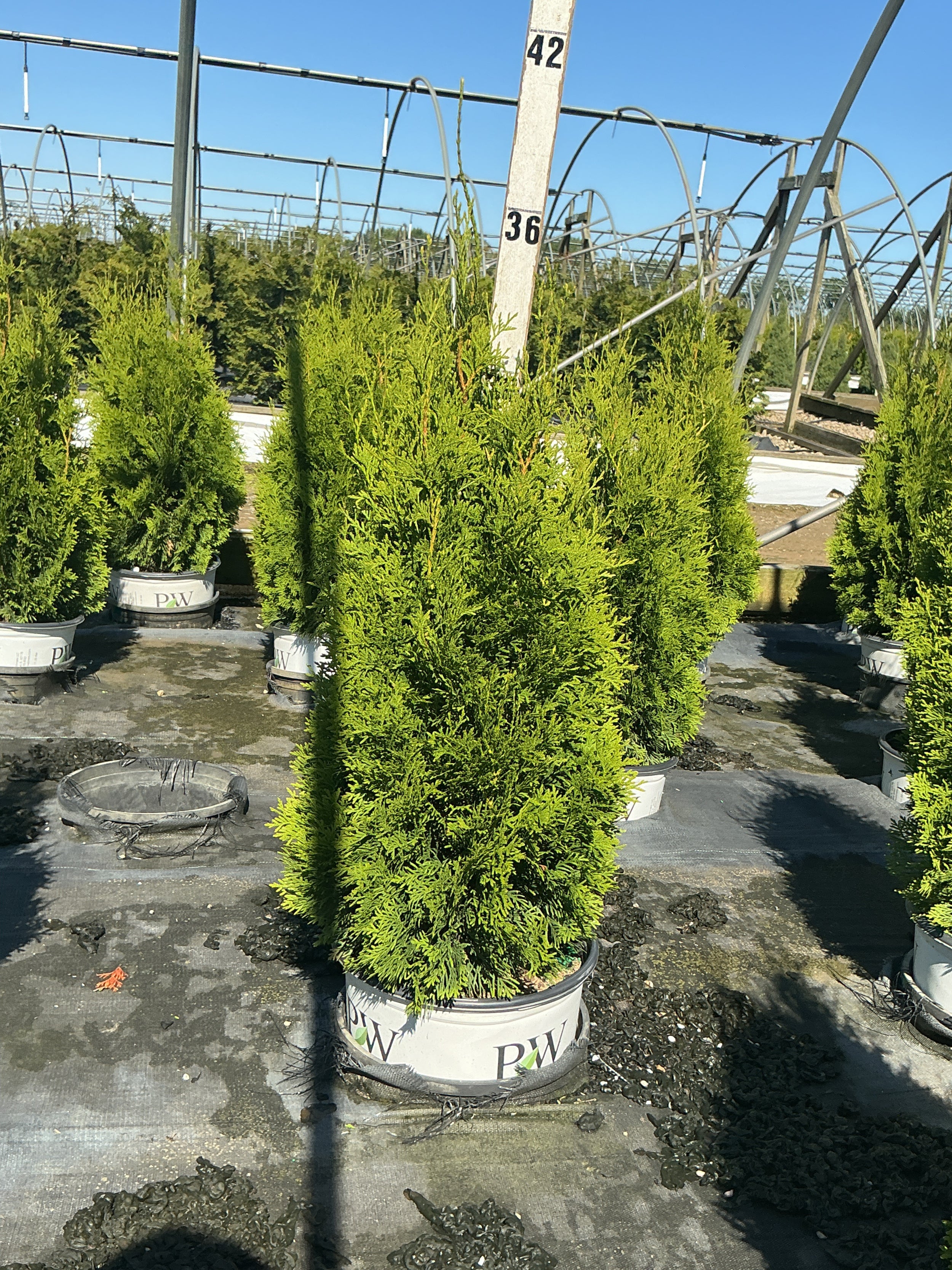Thuja occidentalis 'Art Boe'