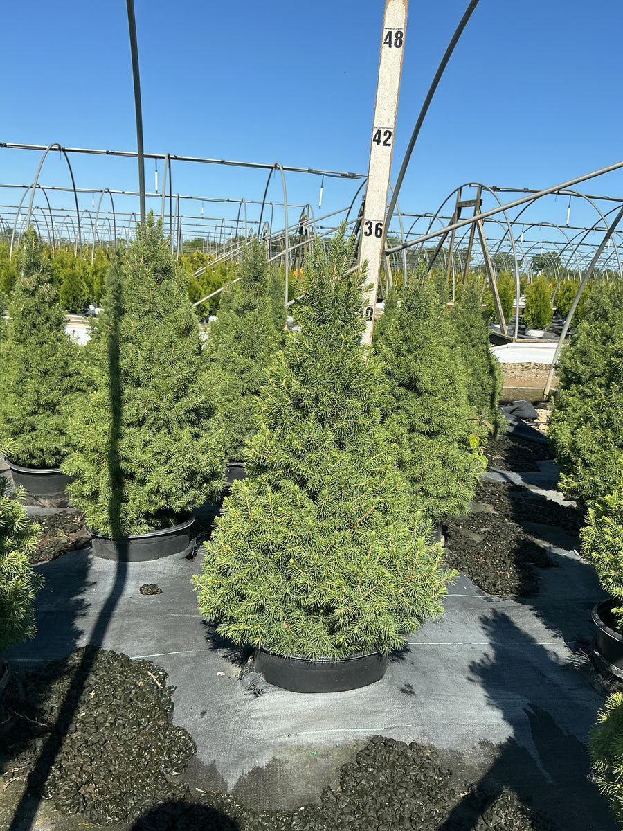 Picea glauca 'Conica' — G3 24