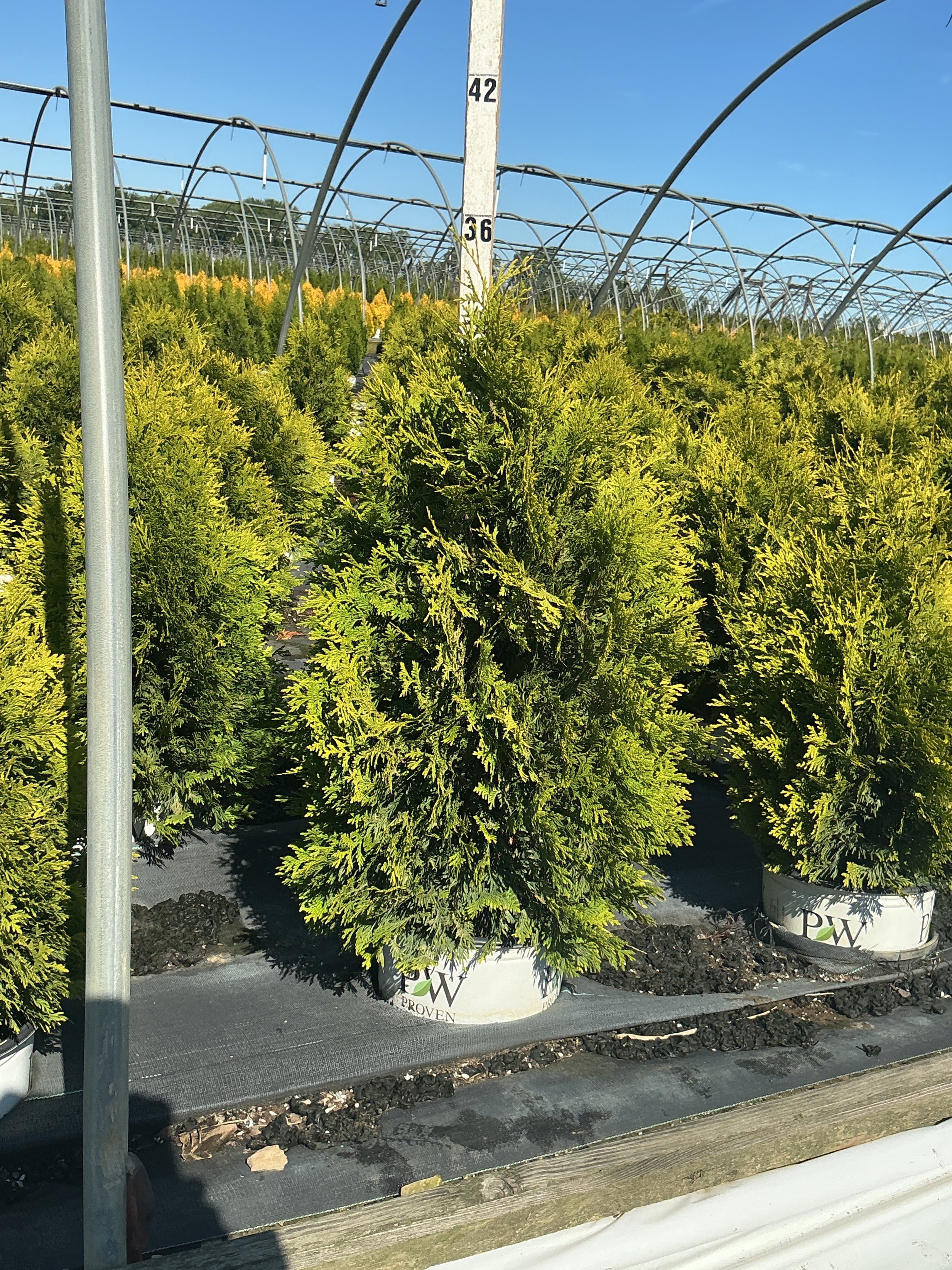 Thuja occidentalis 'Cheer Drops'