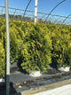 Thuja occidentalis 'Cheer Drops'