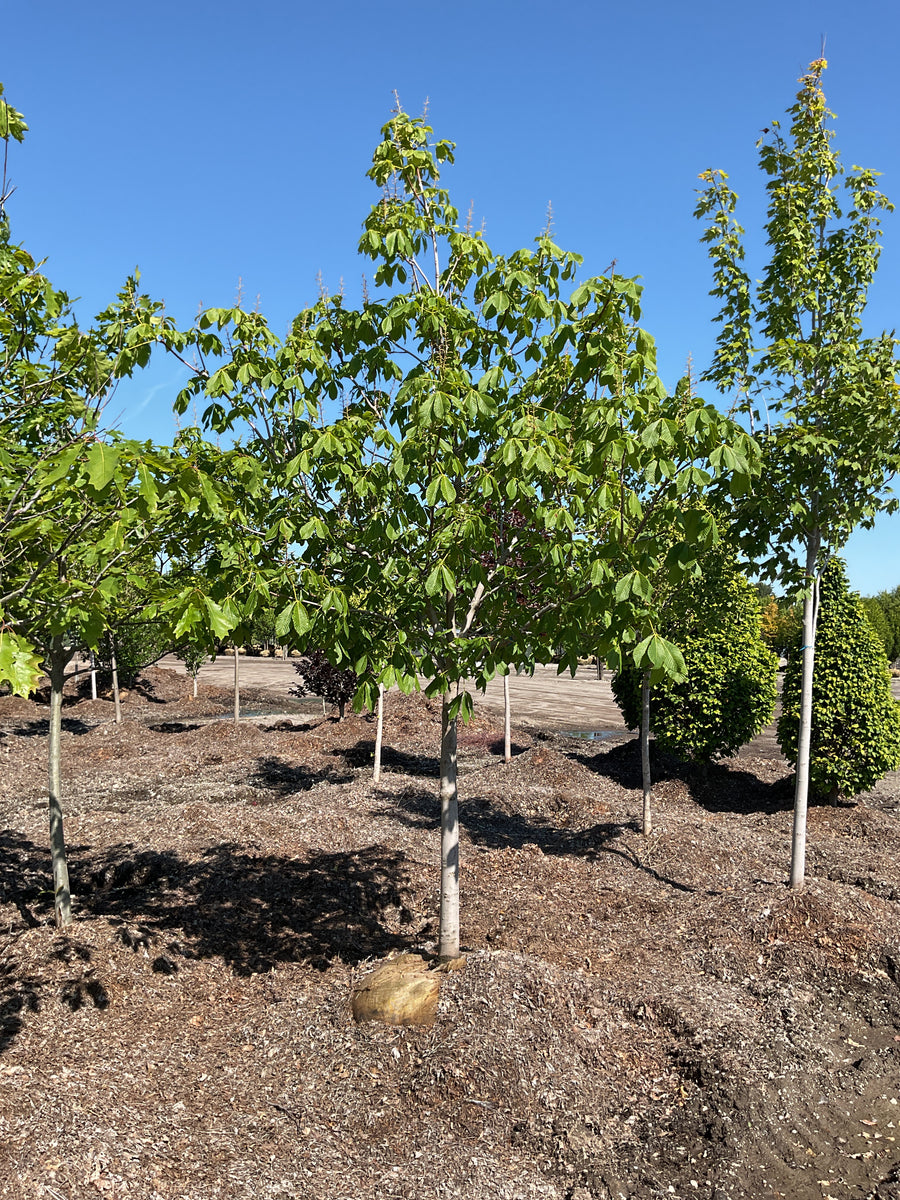 Aesculus x carnea 'Fort McNair' — BB 2.5