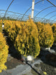 Thuja plicata 'Fluffy'