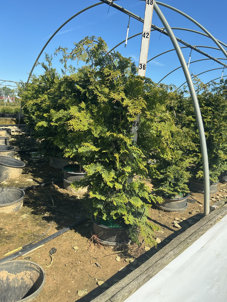 Chamaecyparis obtusa 'Wells' — G3 18
