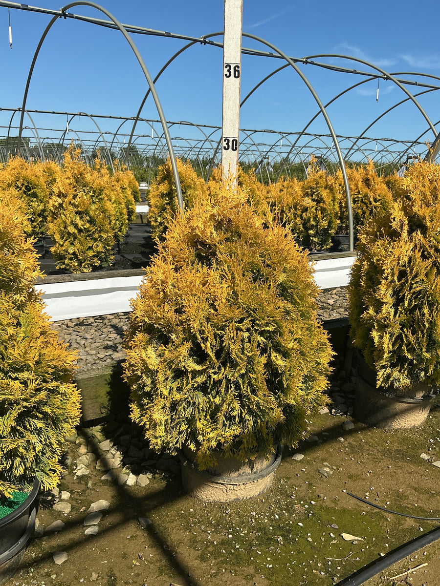 Thuja occidentalis 'Jantar' — G3 18