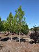 Carpinus betulus 'Pinocchio'