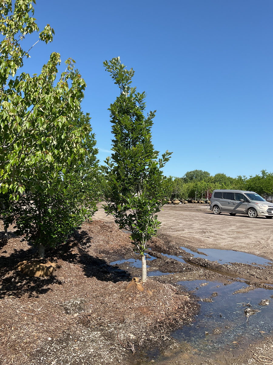 Quercus x bicolor 'Long' — BB 2