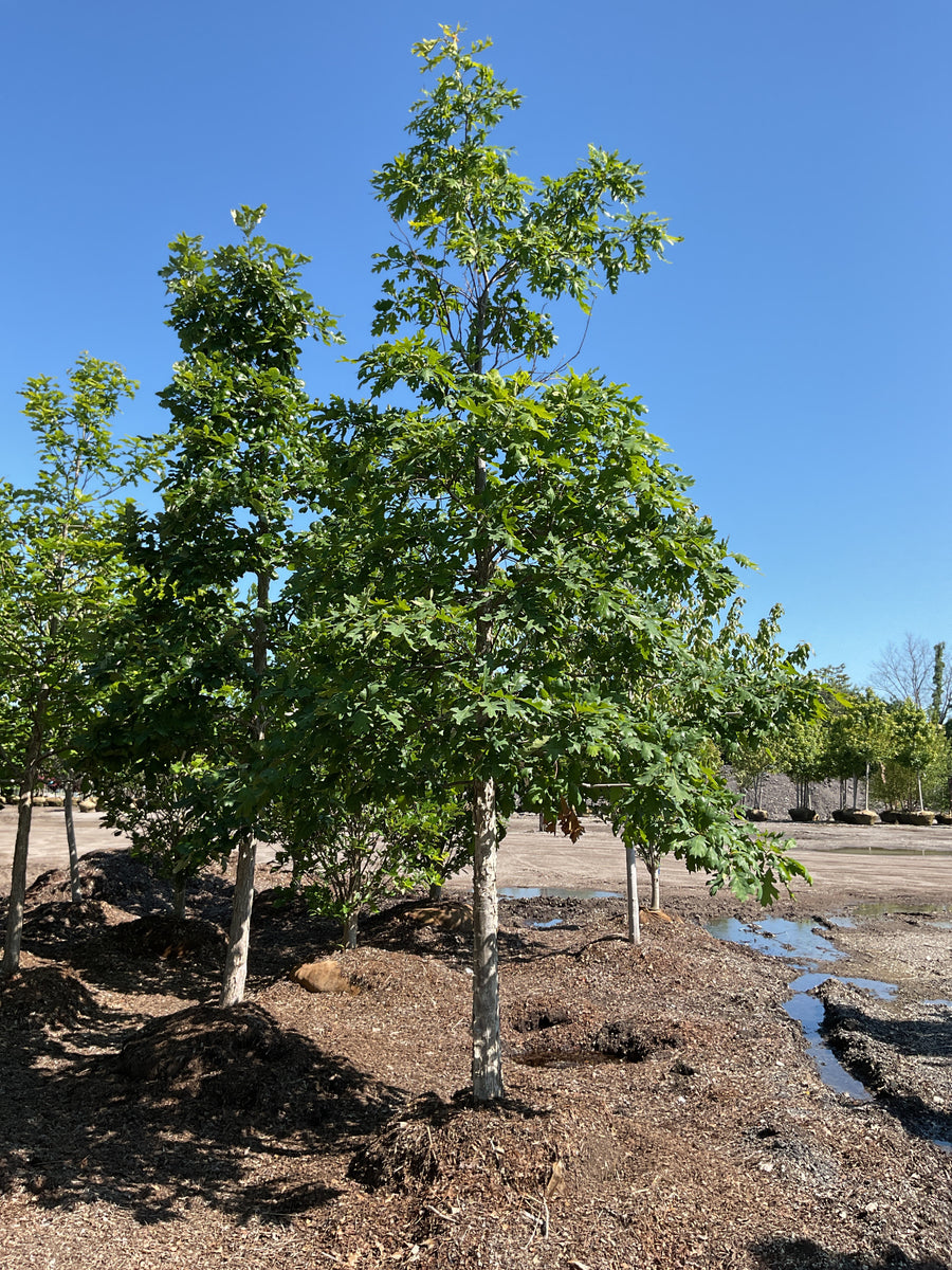 Quercus bicolor — BB 3.5