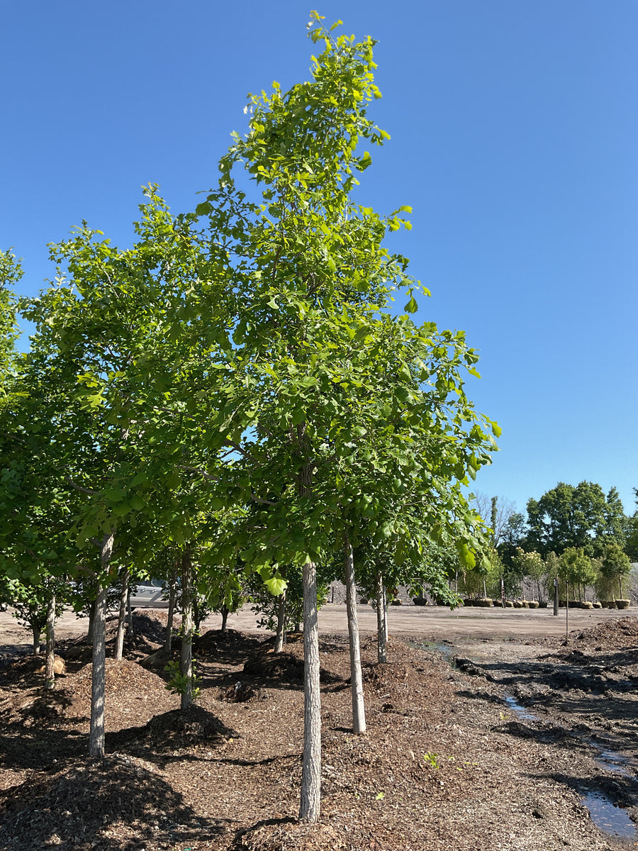 Quercus macrocarpa — BB 3