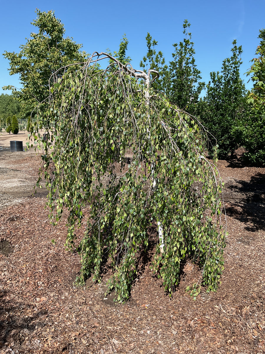 Betula pendula 'Youngii' — BB 2.5
