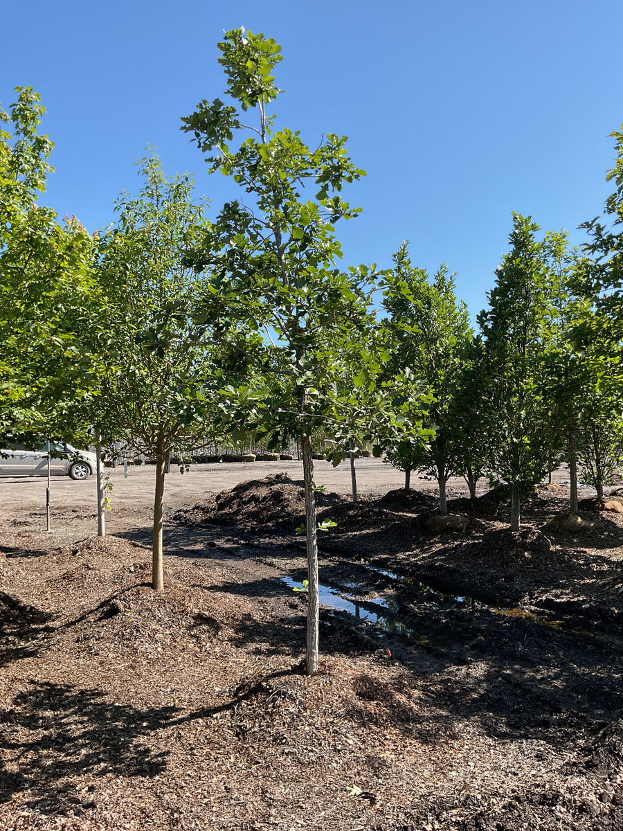 Quercus M 'Urban Pinnacle' — BB 2