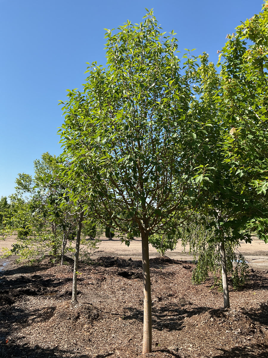 Malus starlite — BB 2.5