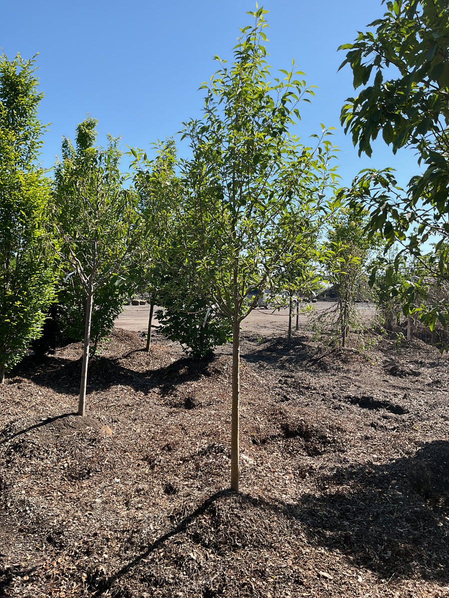 Malus starlite — BB 1.75