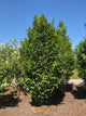 Carpinus betulus 'Lucas'